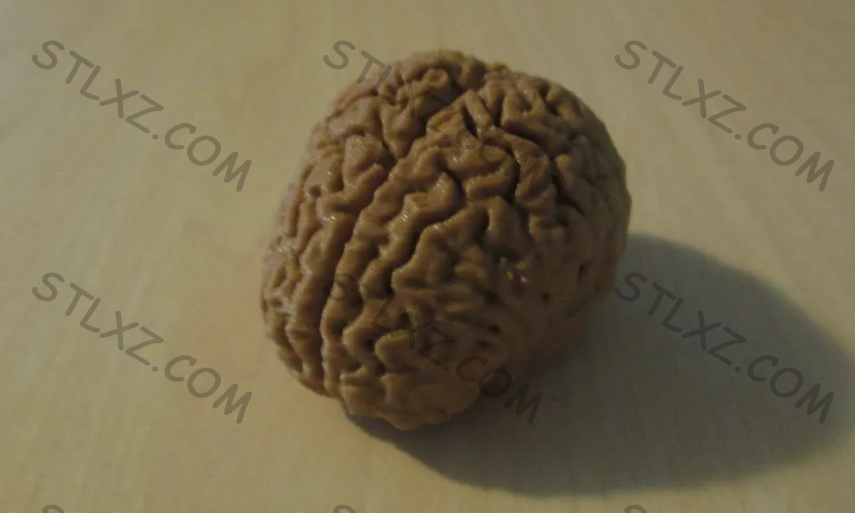 根据 MRI 扫描数据生成的大脑模型-STL下载网_3D打印模型网_3D模型库_3D打印模型素材