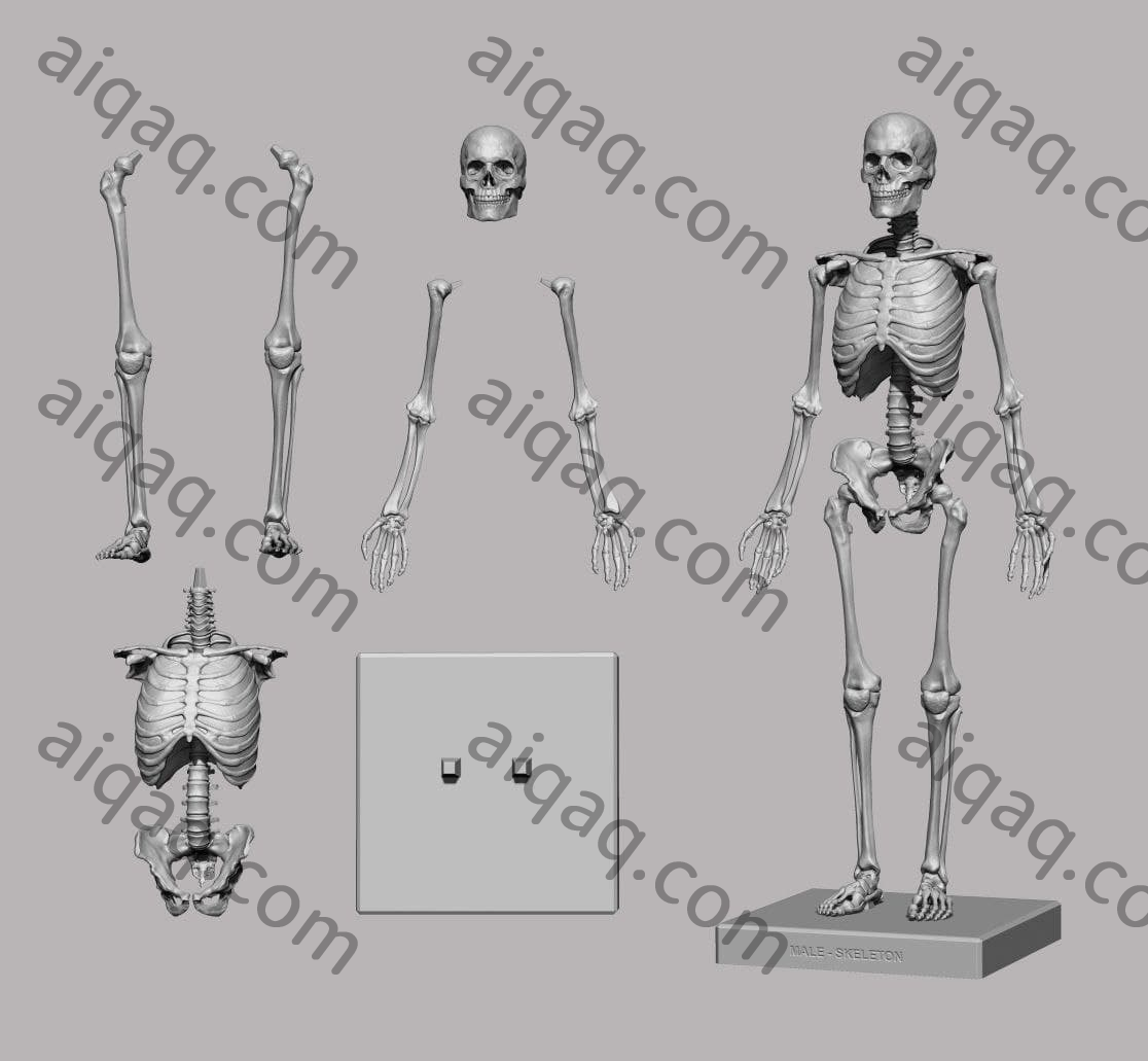 人形全骨架模型-STL下载网_3D打印模型网_3D模型库_3D打印模型素材